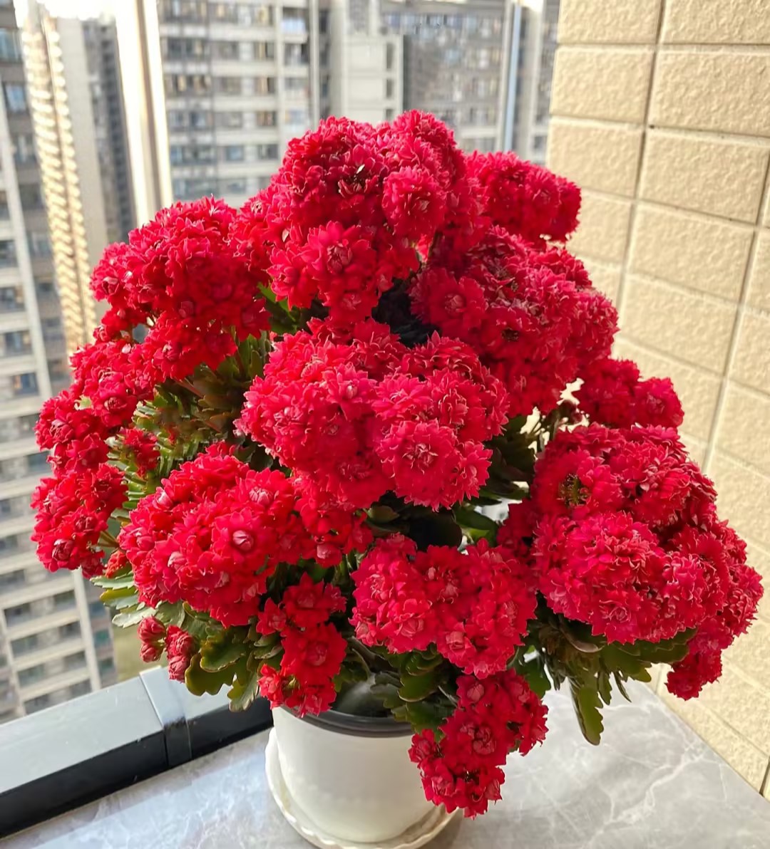 Kalanchoe Seed Garden Planting-Plantjoyfarm-Flower Seeds,Garden Seeds,best selling