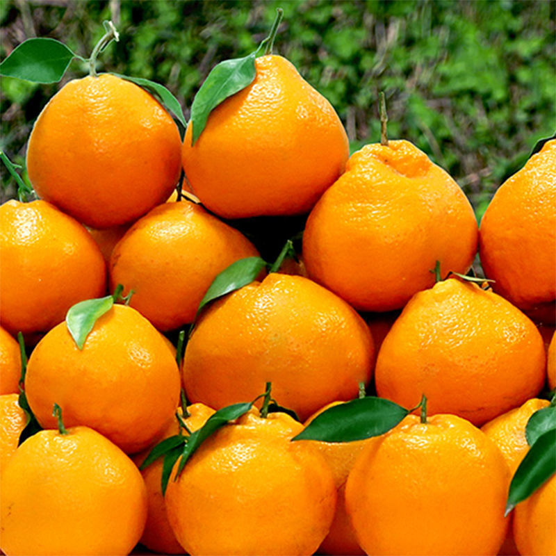 Rake Citrus Seeds (🪴Can be potted)-Plantjoyfarm-