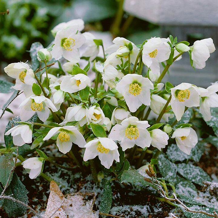 Honeymoon Hellebore, Christmas Rose-Plantjoyfarm-Flower Seeds,Garden Seeds,best selling
