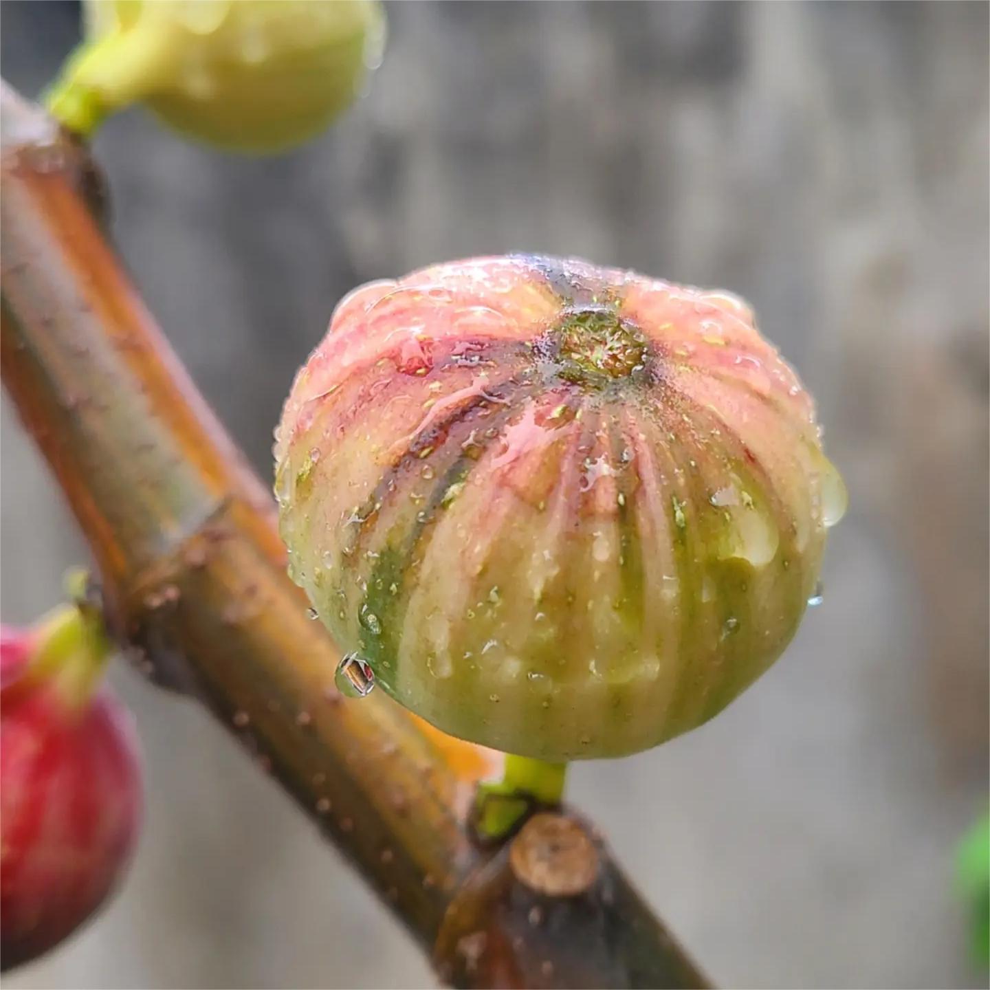 Rainbow Figs Seeds-Plantjoyfarm-
