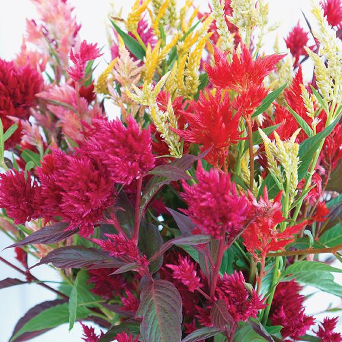 500 Pcs Plumed Castle Celosia Seeds-Plantjoyfarm-Flower Seeds