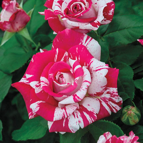 Rose red white Miniature Rose-Plantjoyfarm-Flowers Seeds,Garden Seeds,Rose seeds,best selling