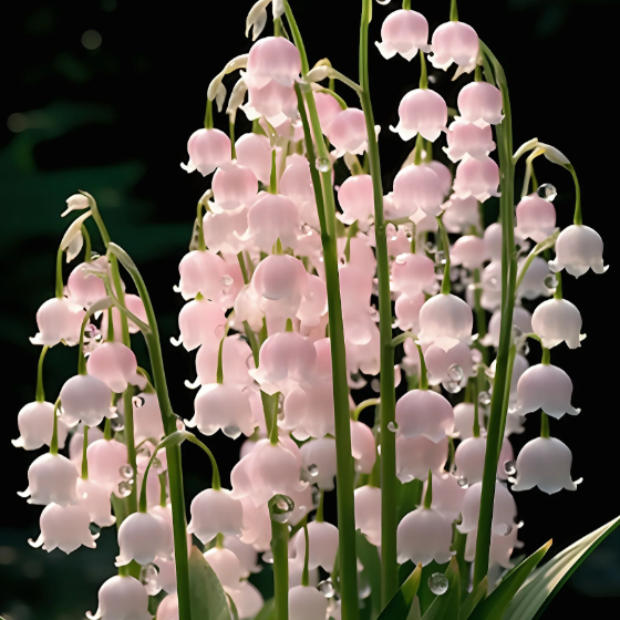 💐Lily of the Valley—Happiness Arrives-Plantjoyfarm-Garden Seeds,Flowers Seeds,best selling