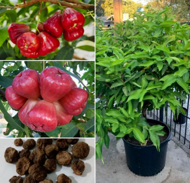 Wax-apple Fruit Seeds🍹100% Germination Rate-Plantjoyfarm-