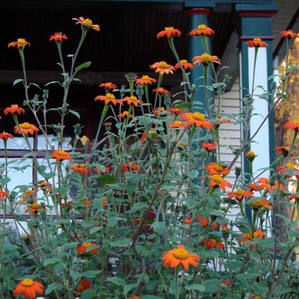 Orange Sunflower,Tithonia Speciosa Goldfinger flower Seeds-Plantjoyfarm-Sunflower Seeds,best selling