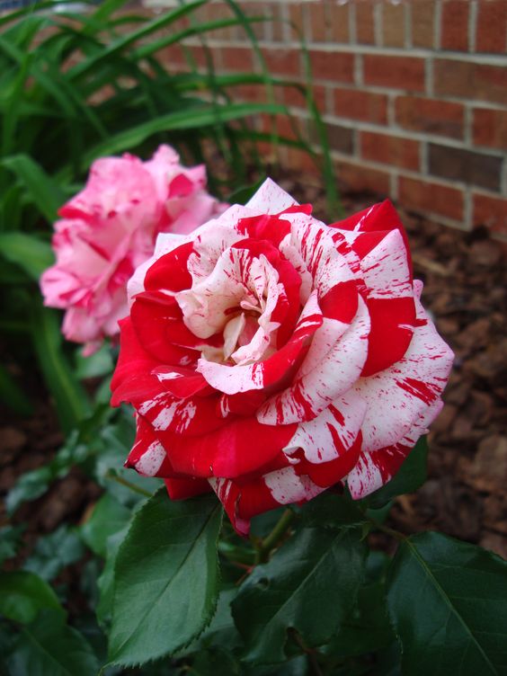 Rose red white Miniature Rose-Plantjoyfarm-Flowers Seeds,Garden Seeds,Rose seeds,best selling