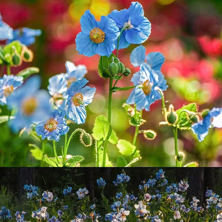 100 Blue Meconopsis Betonicifolia Flower Seeds-Plantjoyfarm-Garden Seeds,best selling
