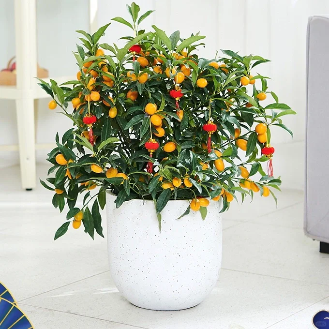 Kumquat Tree Seeds-Plantjoyfarm-Fruit Seeds,best selling