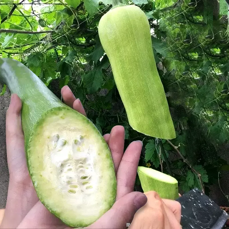 Chopping Melon Cut and Grow Melon Seeds-Plantjoyfarm-Vegetable Seeds,best selling