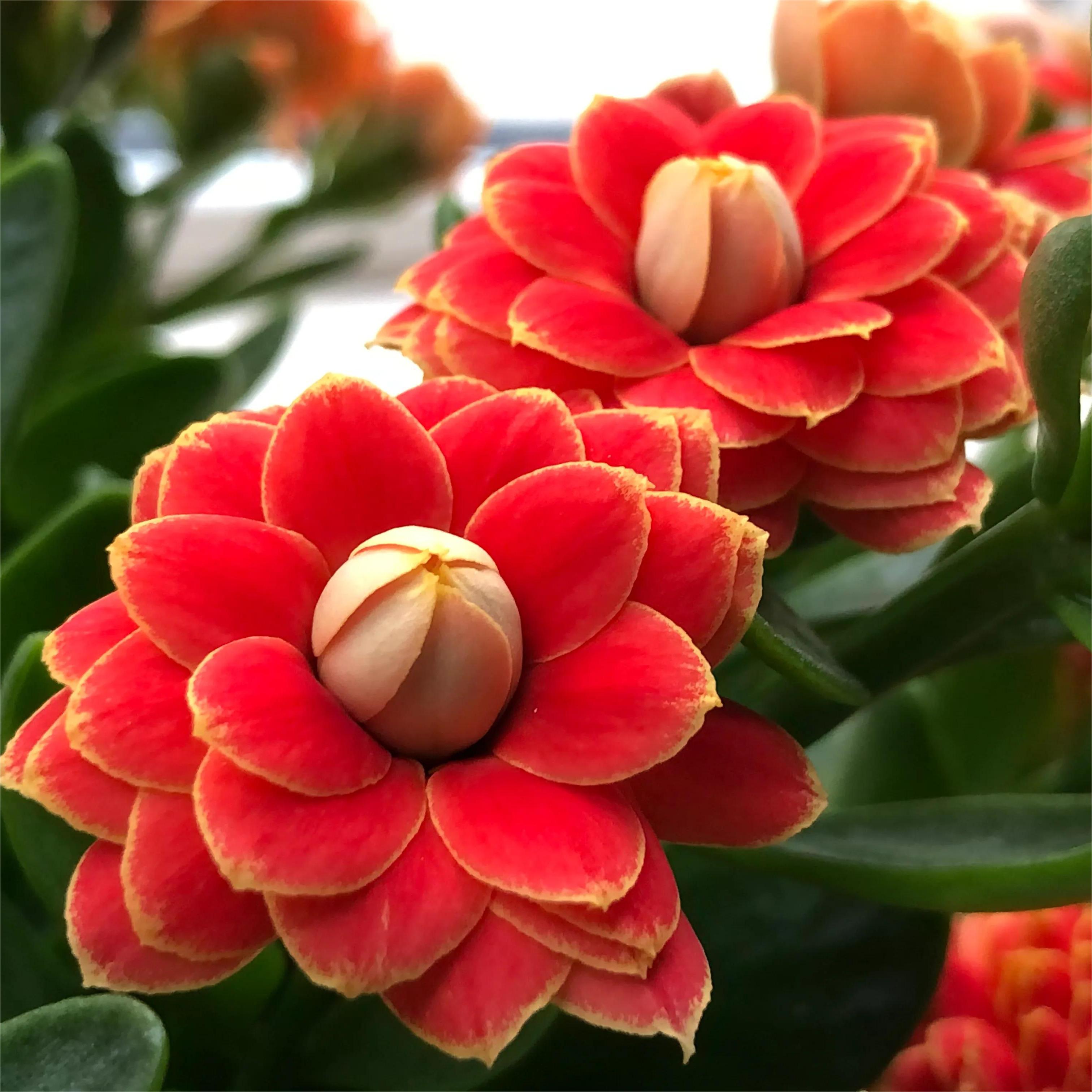 🌺Golden Fox Longevity Flower Seeds—Health And Longevity-Plantjoyfarm-best selling,Garden Seeds