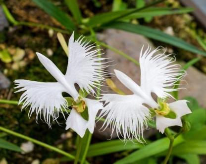 Habenaria radiata-Plantjoyfarm-Garden Seeds,best selling