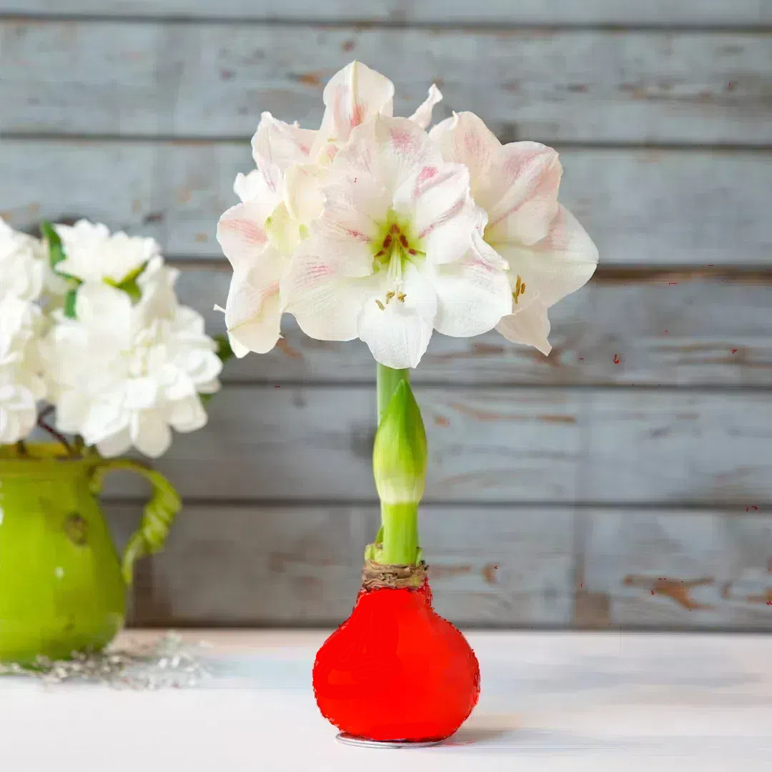 Amaryllis Bulbs - Easy-Care Red Wax with Red Blooms