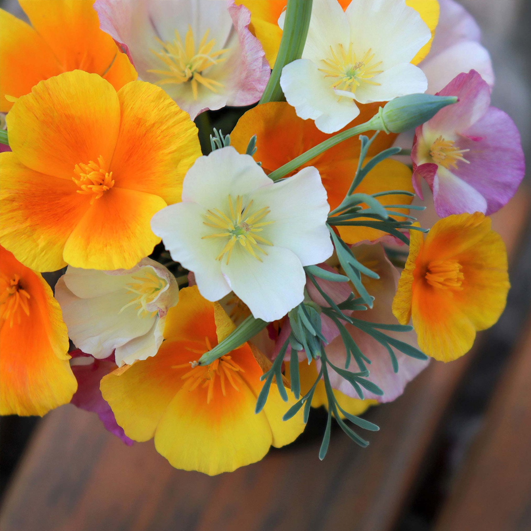 California Poppy Seeds - Mixed Colors-Plantjoyfarm-Flower Seeds