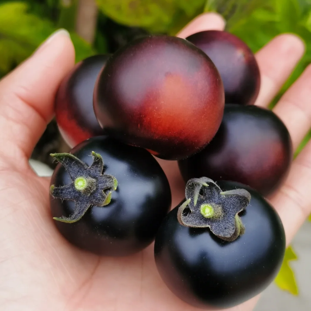 🍅Rare Black Tomato Seeds-Plantjoyfarm-Fruit Seeds,Vegetable Seeds,best selling
