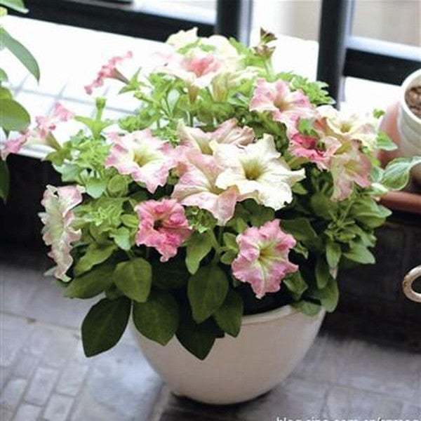 White Pink Scarce Rare Phantom Petunia Flower Seeds-Plantjoyfarm-flower,Flower Seeds,Petunia,best selling