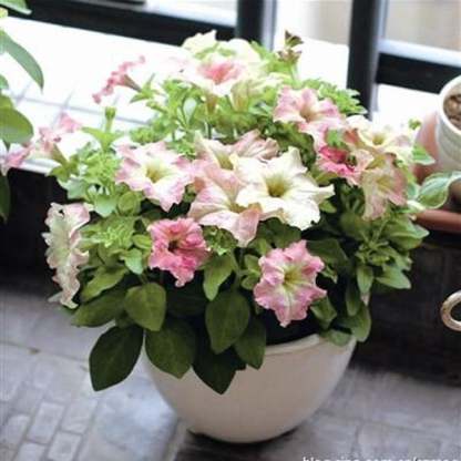 White Pink Scarce Rare Phantom Petunia Flower Seeds-Plantjoyfarm-flower,Flower Seeds,Petunia,best selling