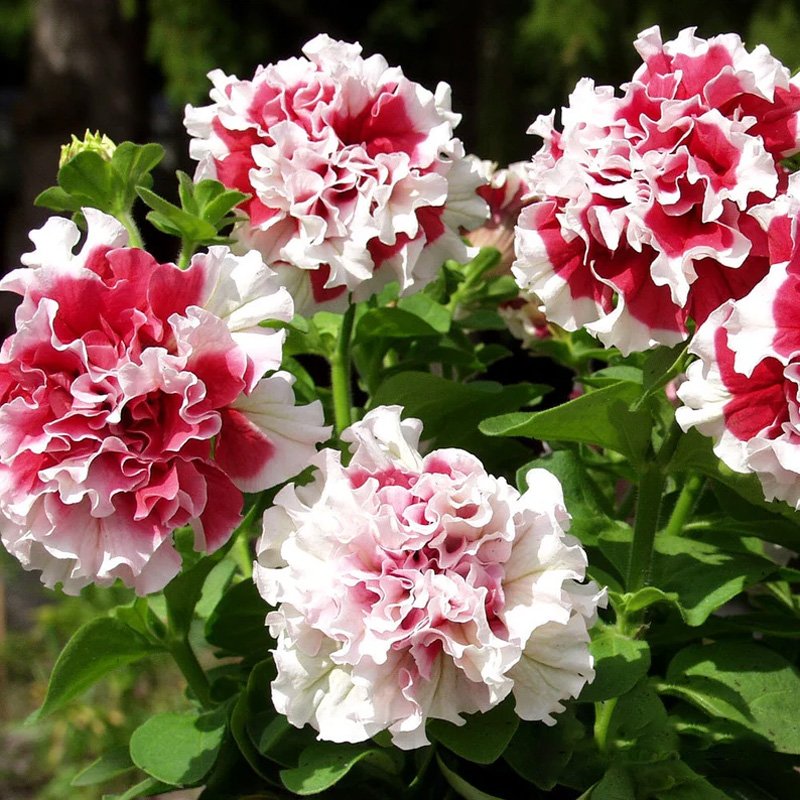 Cascade Petunia - Red Pirouette-Plantjoyfarm-Garden Seeds,Petunia,best selling
