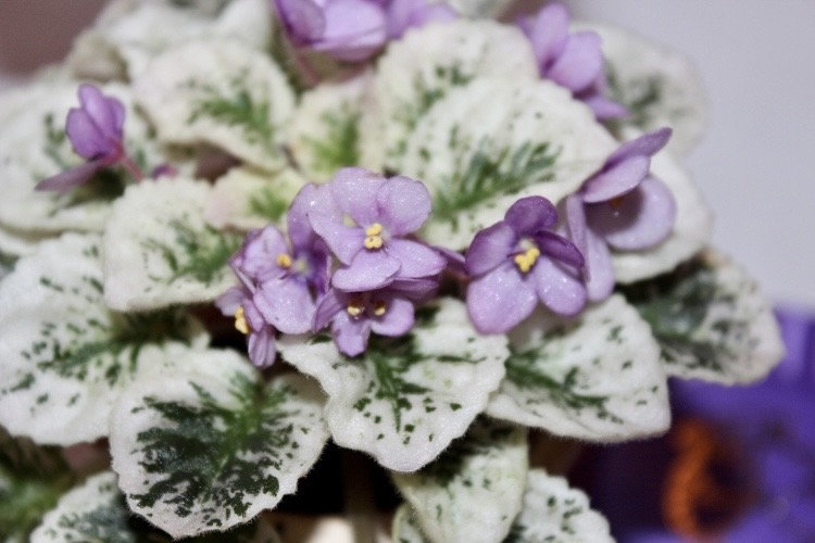 Mixed Miniature Variegated Violet Seeds-Plantjoyfarm-Flower Seeds,Garden Seeds,best selling