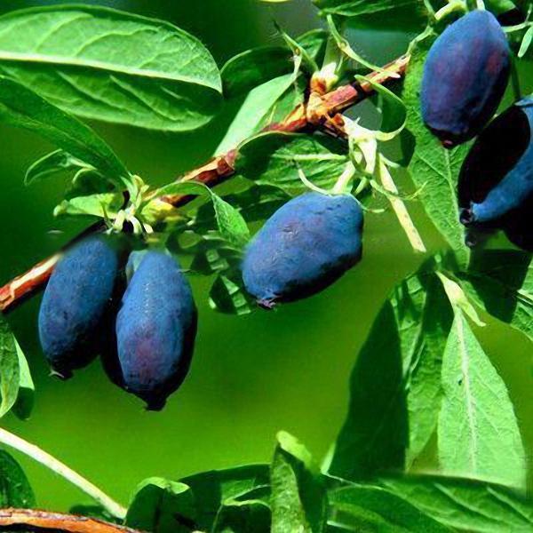 Egrow 50Pcs,100Pcs/Pack Lonicera Caerulea Fruit Seeds Home Garden Plants Honeyberry Blueberry Seeds-Plantjoyfarm-Fruit Seeds