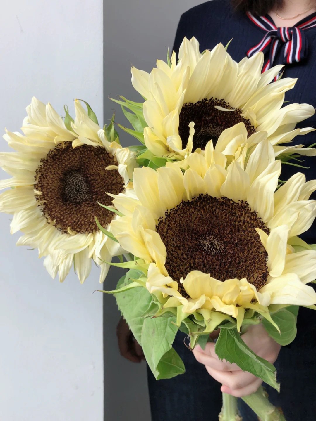 50 Seeds White sunflower with black core-Plantjoyfarm-Sunflower Seeds,best selling