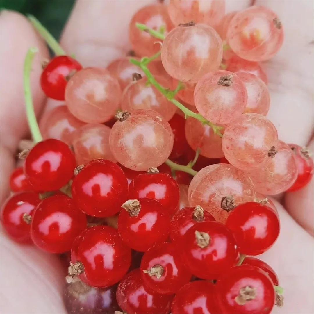 Multicolor Gooseberry Seeds-Plantjoyfarm-Fruit Seeds