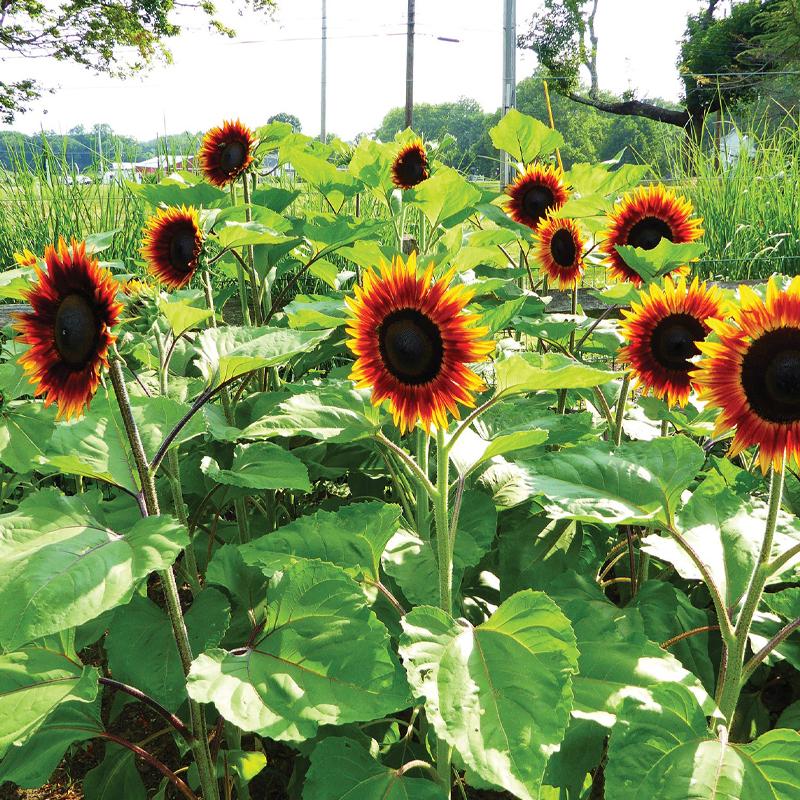Sunflower, Fire Catcher-Plantjoyfarm-Sunflower Seeds,best selling