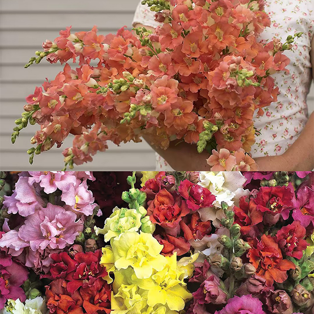 Dwarf Snapdragon  Seed Mixed-Plantjoyfarm-Flowers Seeds,Garden Seeds,best selling