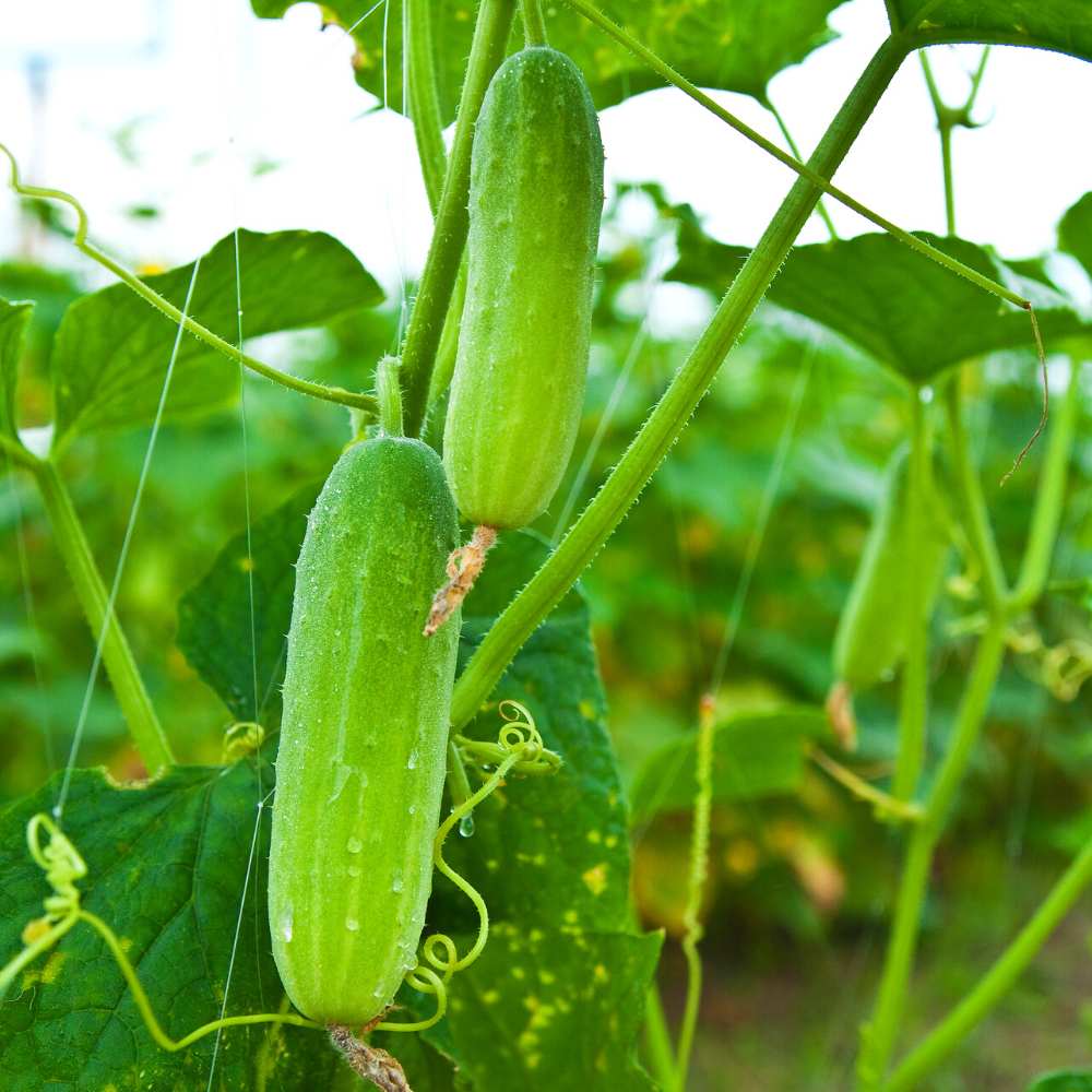 Big Sale - Fruit Cucumber Seeds-Plantjoyfarm-Flower Seeds,Vegetable Seeds,best selling