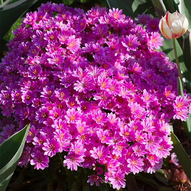 Lewisia Cotyledon Flower Seeds-Plantjoyfarm-Flowers Seeds,Garden Seeds,best selling