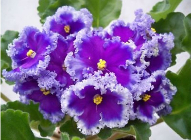 Violet - Saintpaulija Reigning Beauty-Plantjoyfarm-Flower Seeds,Garden Seeds,best selling