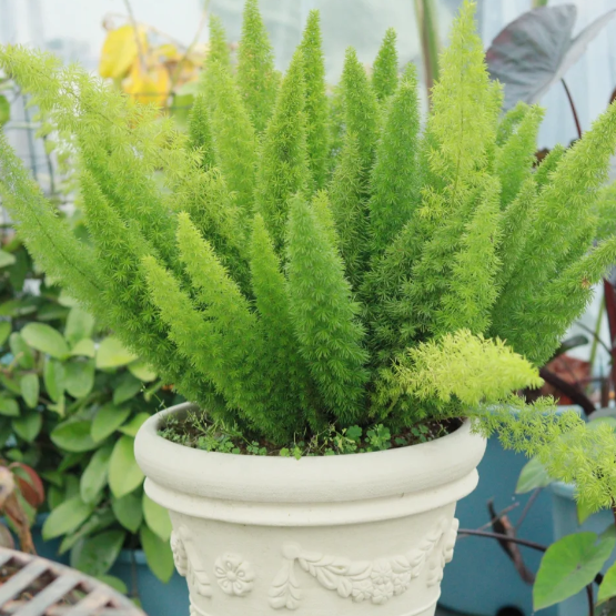 🦊Fox Tail-Plantjoyfarm-best selling,Garden Seeds