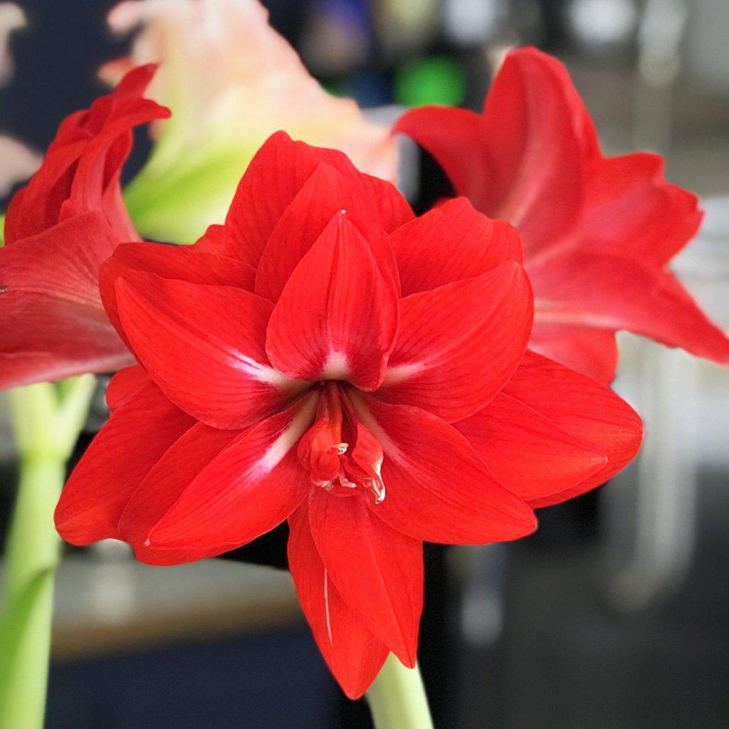 Rare Amaryllis Bulbs
