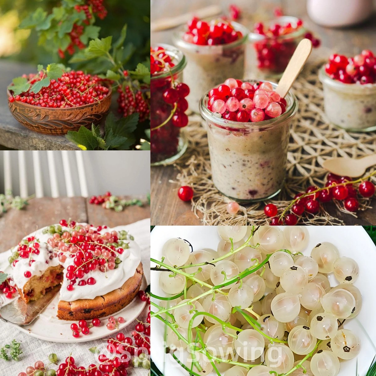 Multicolor Gooseberry Seeds-Plantjoyfarm-Fruit Seeds