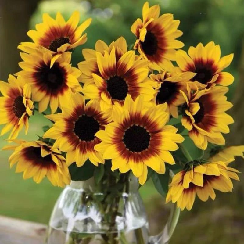 Sunflower Bonsai Flowering Machine, Glorious Years-Plantjoyfarm-Sunflower Seeds,best selling