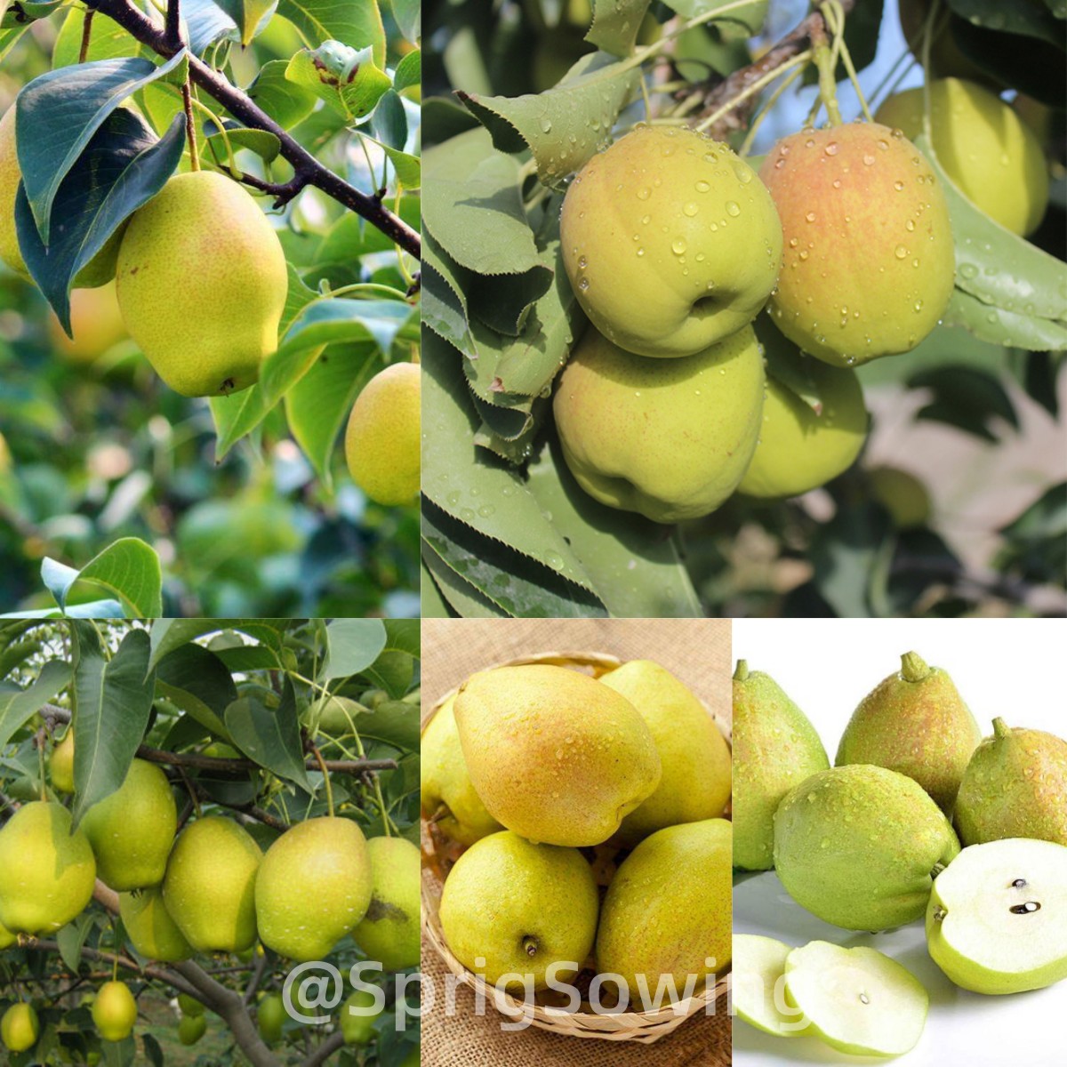 Korla Fragrant Pear Seeds-Plantjoyfarm-