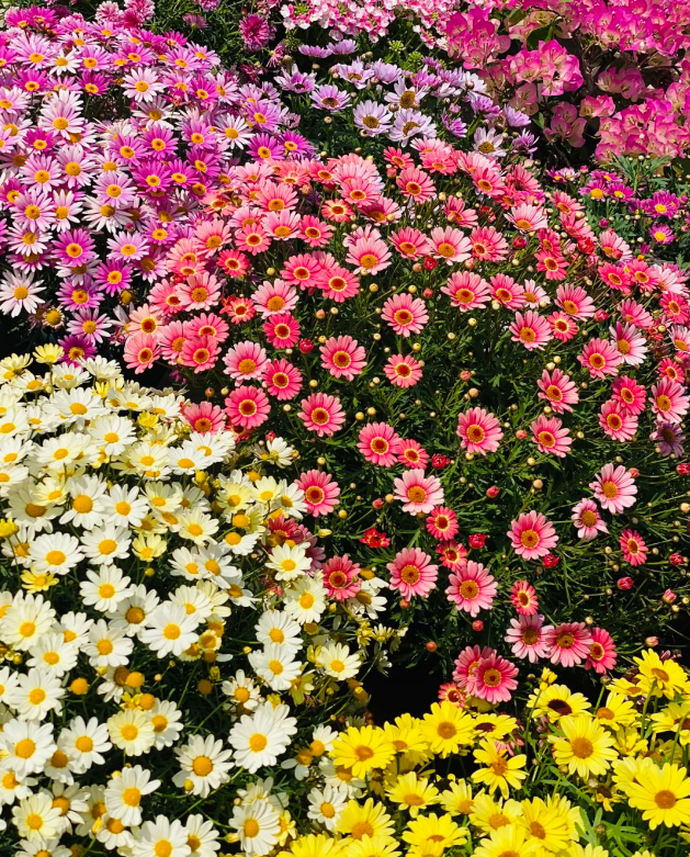 🌼Insect Killers: Pyrethrum Daisy Seeds-Plantjoyfarm-Garden Seeds,best selling