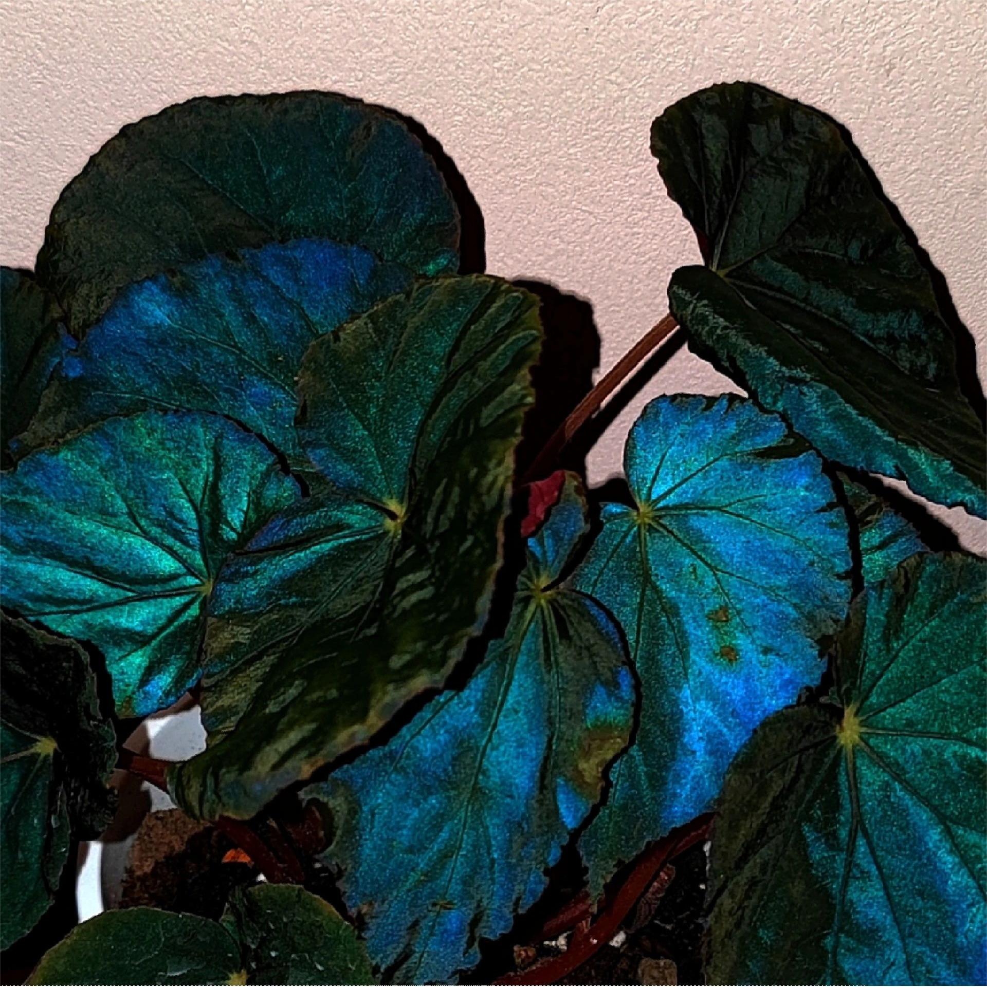 Peacock Begonia - blue begonia-Plantjoyfarm-Flowers Seeds,Garden Seeds,best selling