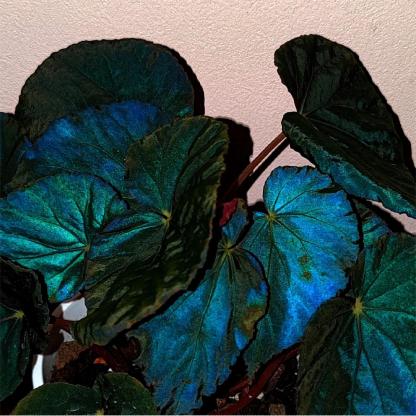 Peacock Begonia - blue begonia-Plantjoyfarm-Flowers Seeds,Garden Seeds,best selling