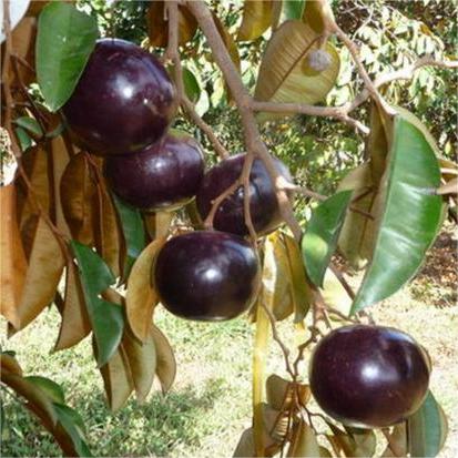 Milk Fruit Seeds - Star Apple✨Cold hardy varieties-Plantjoyfarm-