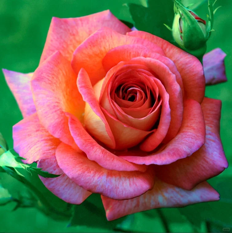 Gold Red Rose Seeds-Plantjoyfarm-Flowers Seeds,Garden Seeds,Rose seeds,best selling
