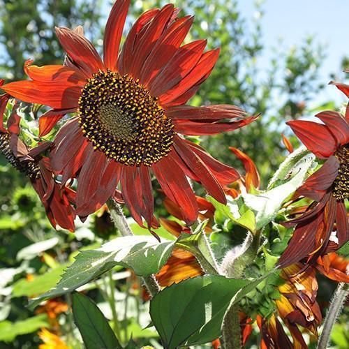 Sunflower Infrared Mix F1-Plantjoyfarm