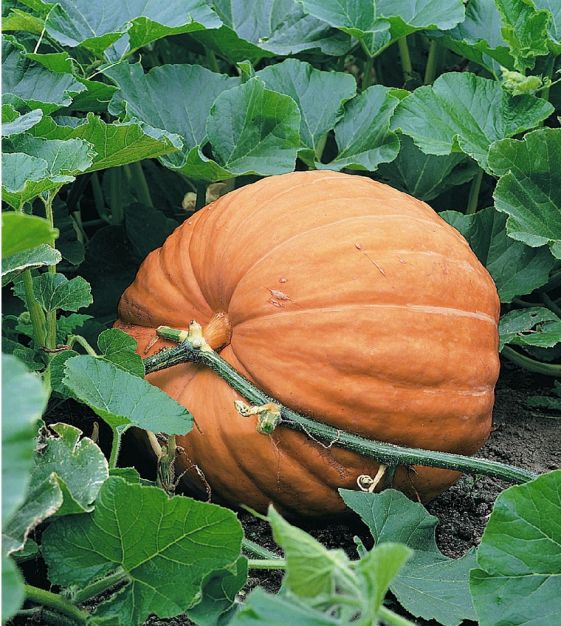 Giant Pumpkin Seeds-Plantjoyfarm-Vegetable Seeds,best selling