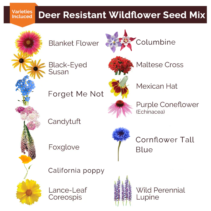 Deer Resistant Wildflower Seed Mix-Plantjoyfarm-Flower Seeds,Wild Flower