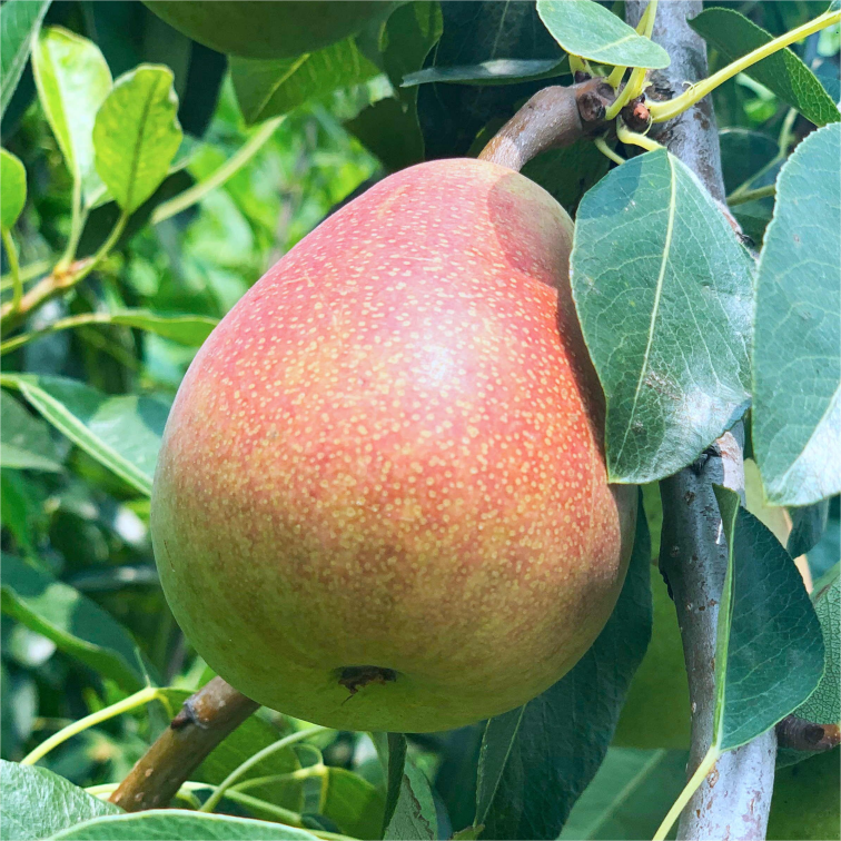 Pyrus communis Seeds - granny's pears-Plantjoyfarm-