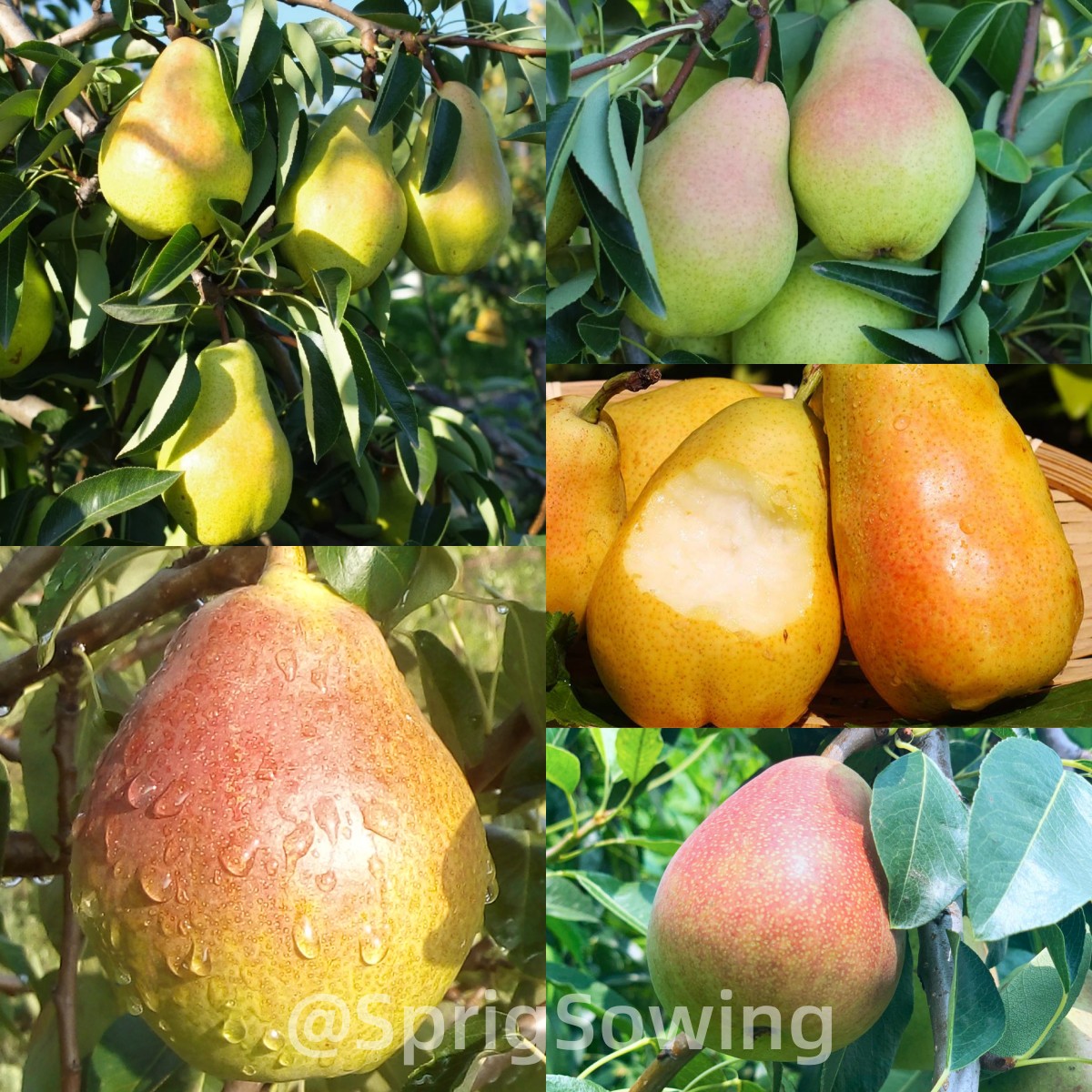 Pyrus communis Seeds - granny's pears-Plantjoyfarm-