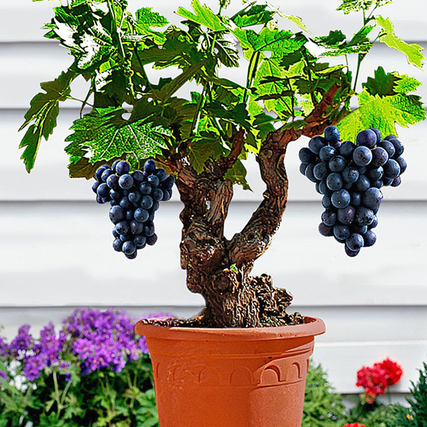 Miniature Grape Vine Seeds-Plantjoyfarm-Fruit Seeds,Grape