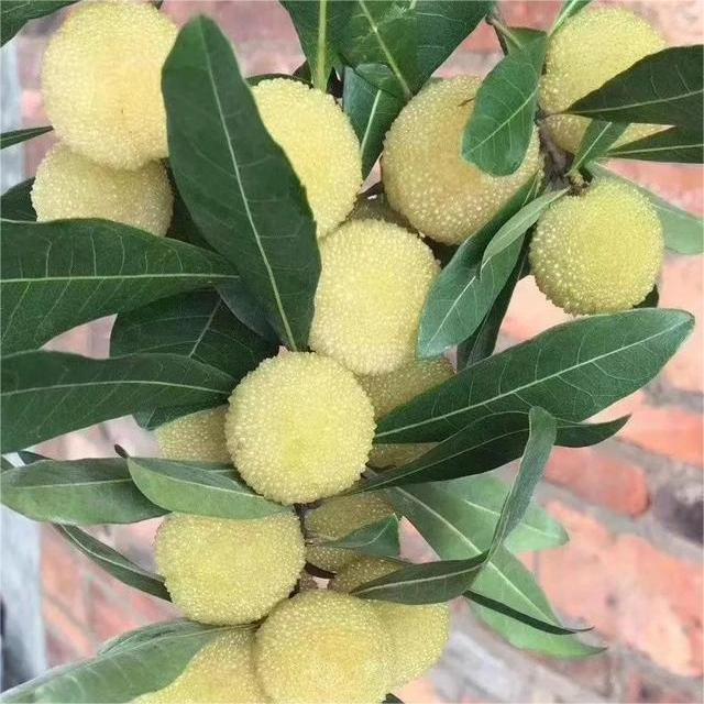 Himalayan Bayberry (Kaphal) Seeds-Plantjoyfarm-