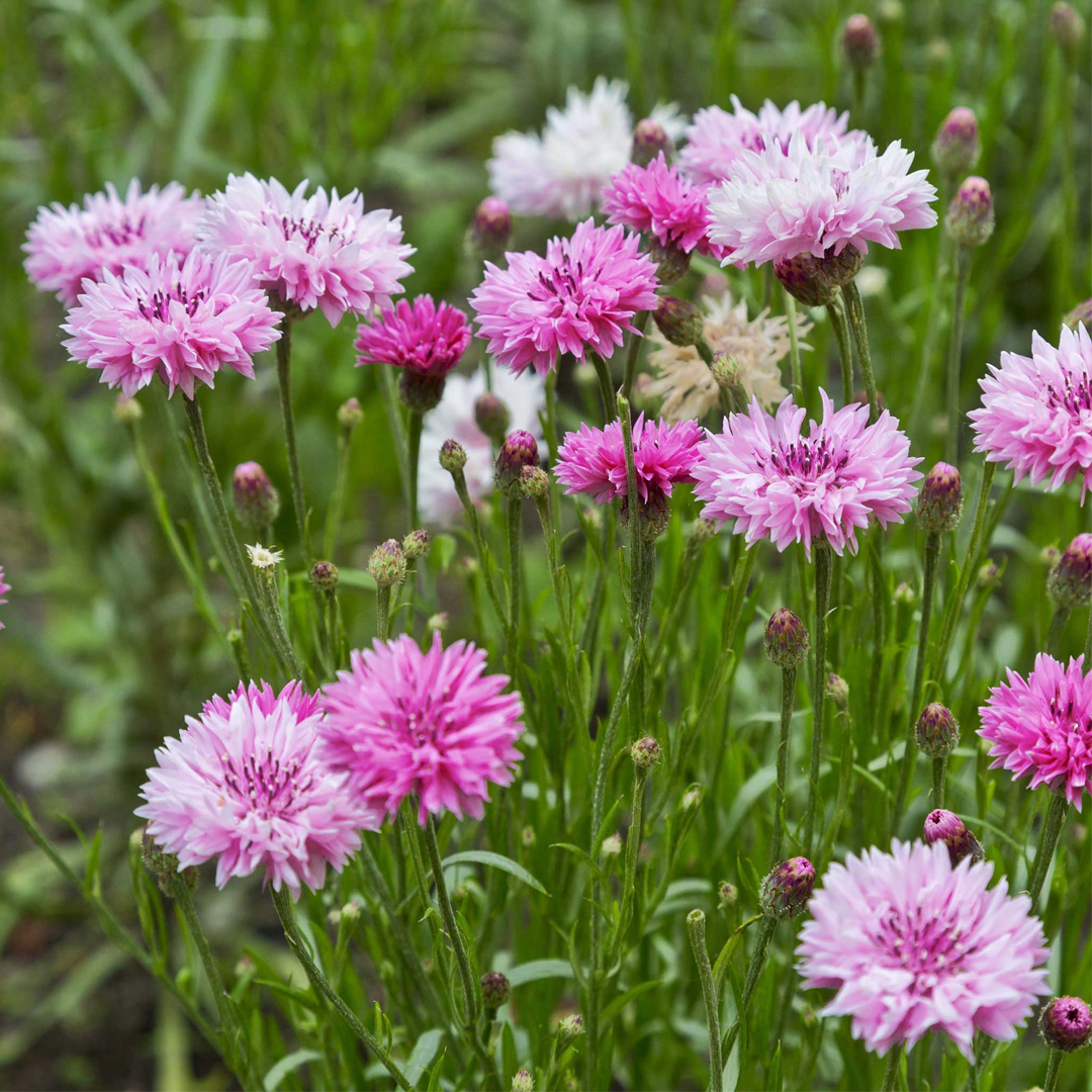 Mixed Cornflower / Bachelor Button Seeds-Plantjoyfarm-Flower Seeds