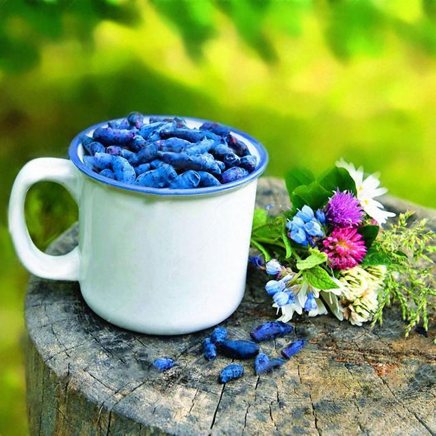 Egrow 50Pcs,100Pcs/Pack Lonicera Caerulea Fruit Seeds Home Garden Plants Honeyberry Blueberry Seeds-Plantjoyfarm-Fruit Seeds