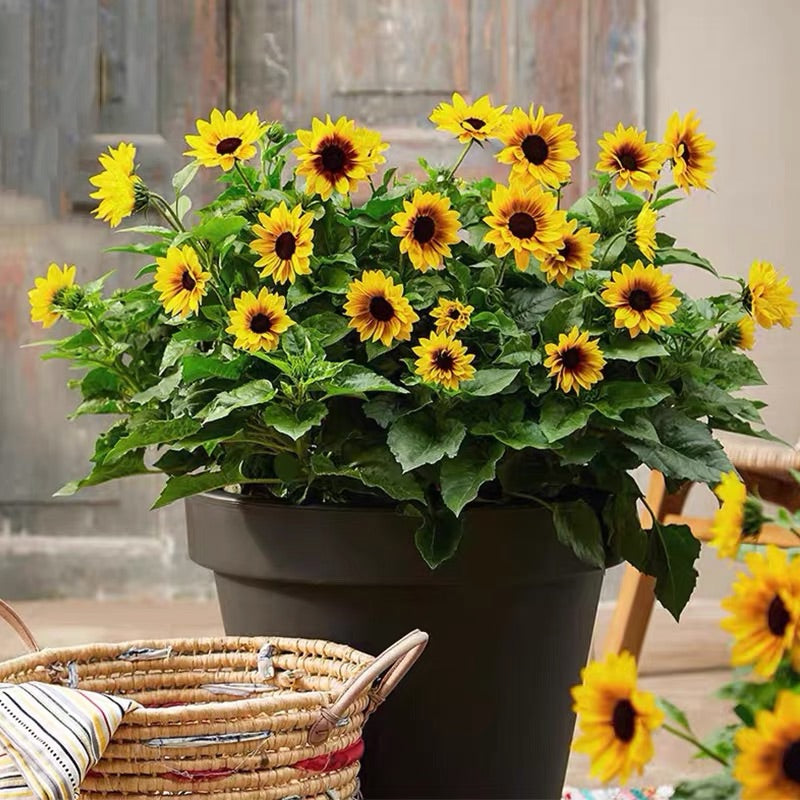 Sunflower Bonsai Flowering Machine, Glorious Years-Plantjoyfarm-Sunflower Seeds,best selling